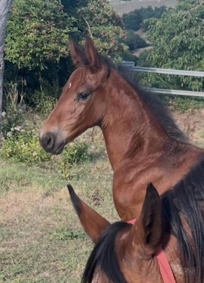 Foal sf sport 
