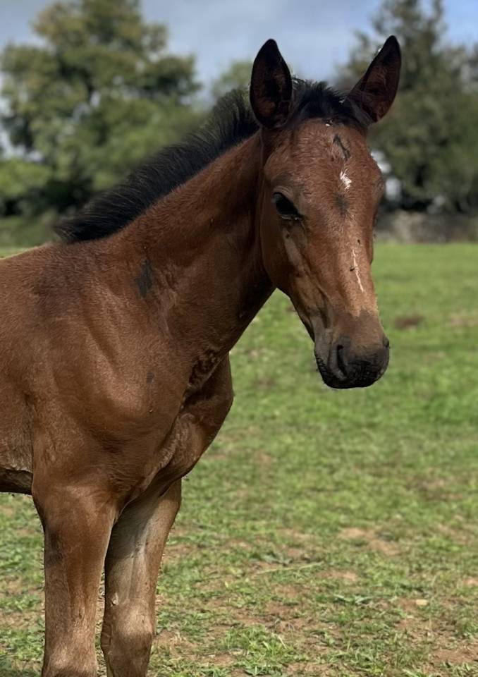 Foal sf sport 