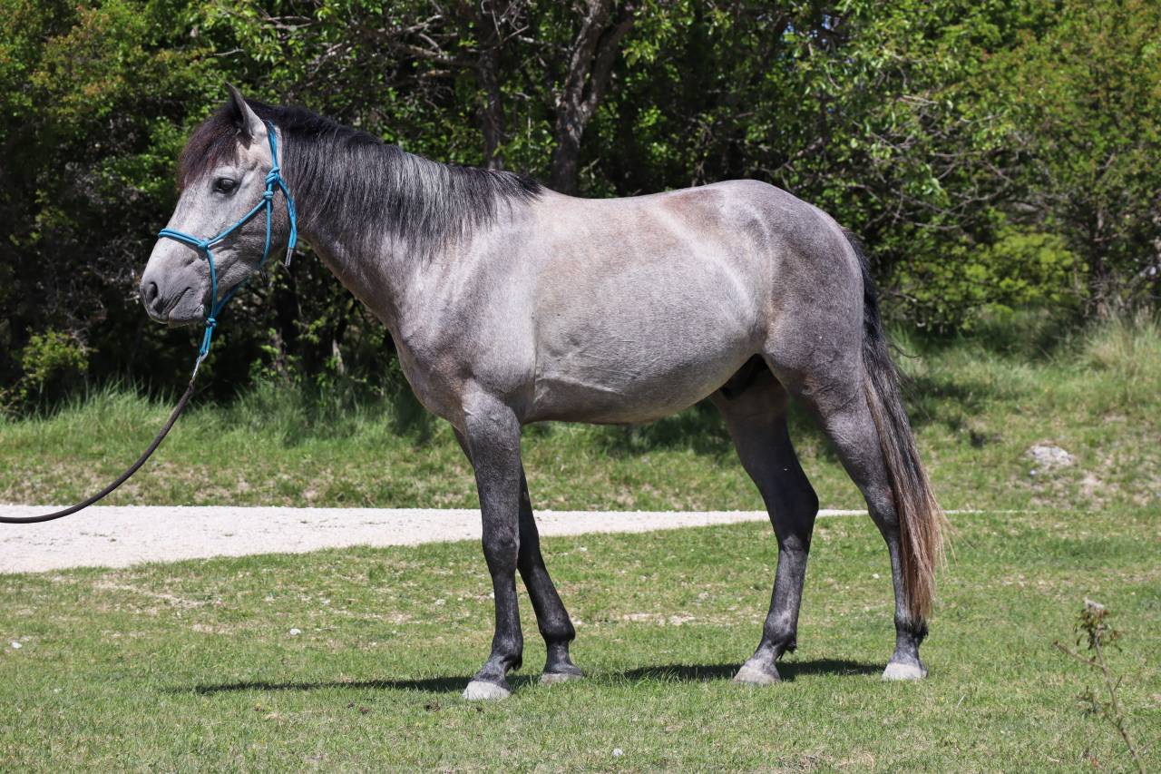 Hongre 4 ans polyvalent