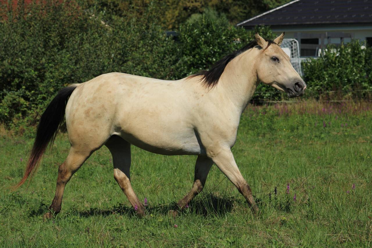 Appaloosa mare Tikki - reliable trail companion