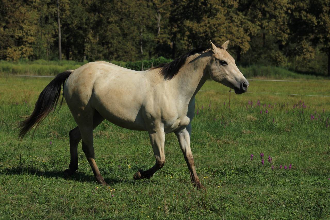 Appaloosa mare Tikki - reliable trail companion