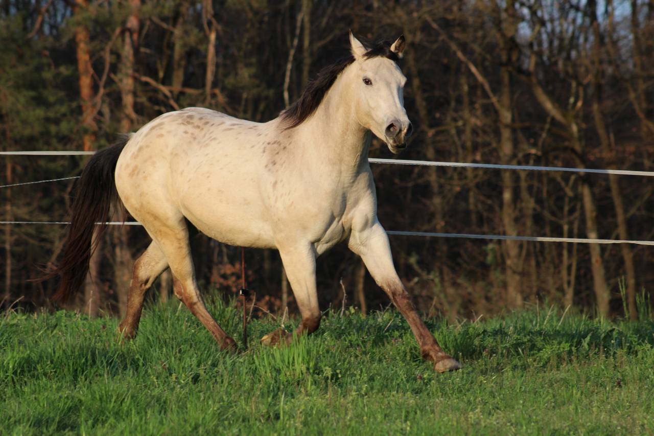 Appaloosa mare Tikki - reliable trail companion