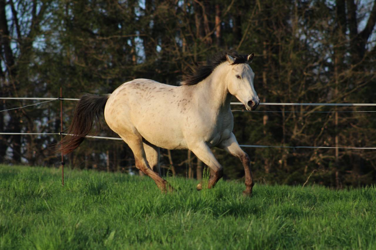 Appaloosa mare Tikki - reliable trail companion