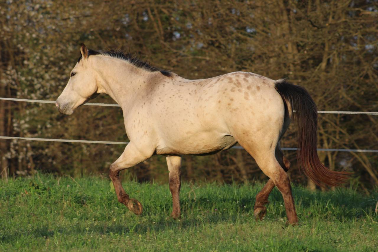 Appaloosa mare Tikki - reliable trail companion