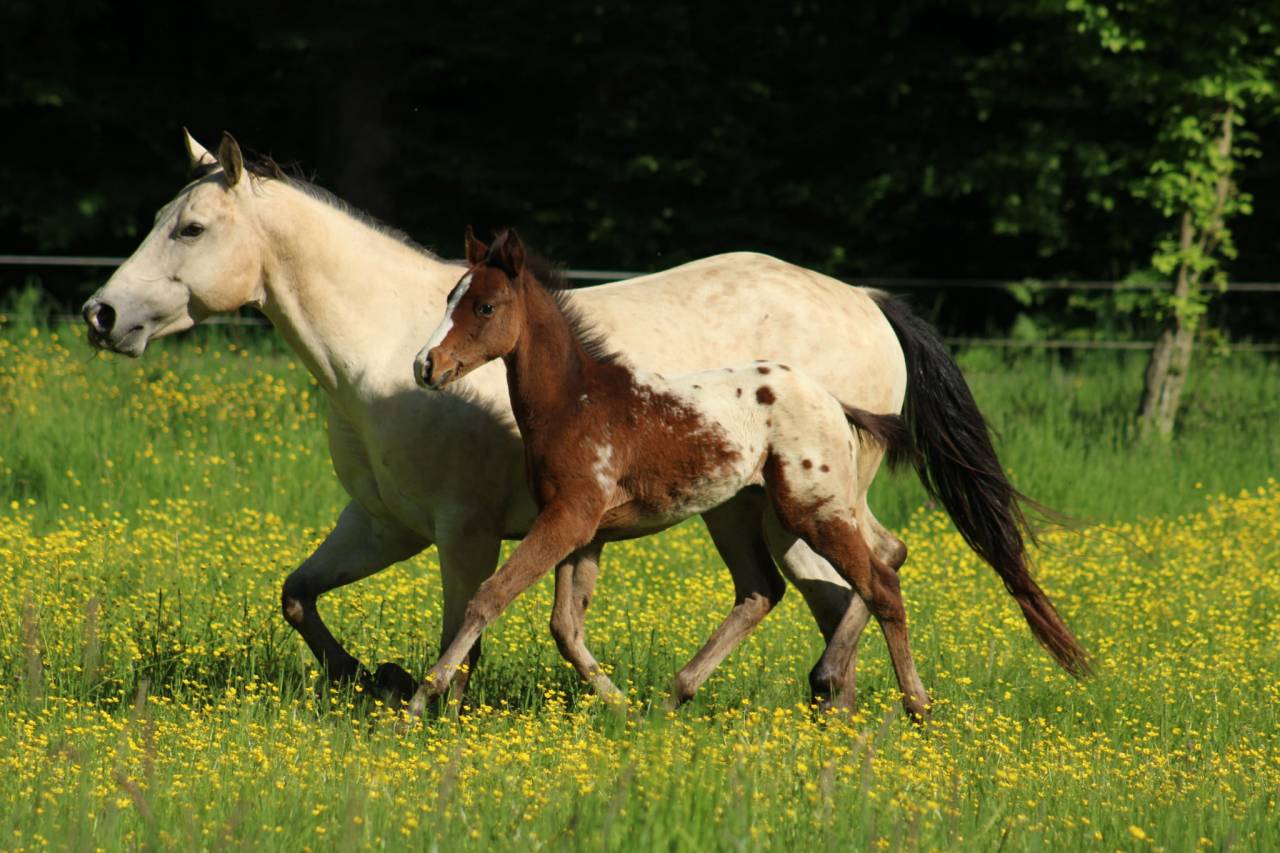 Appaloosa mare Tikki - reliable trail companion