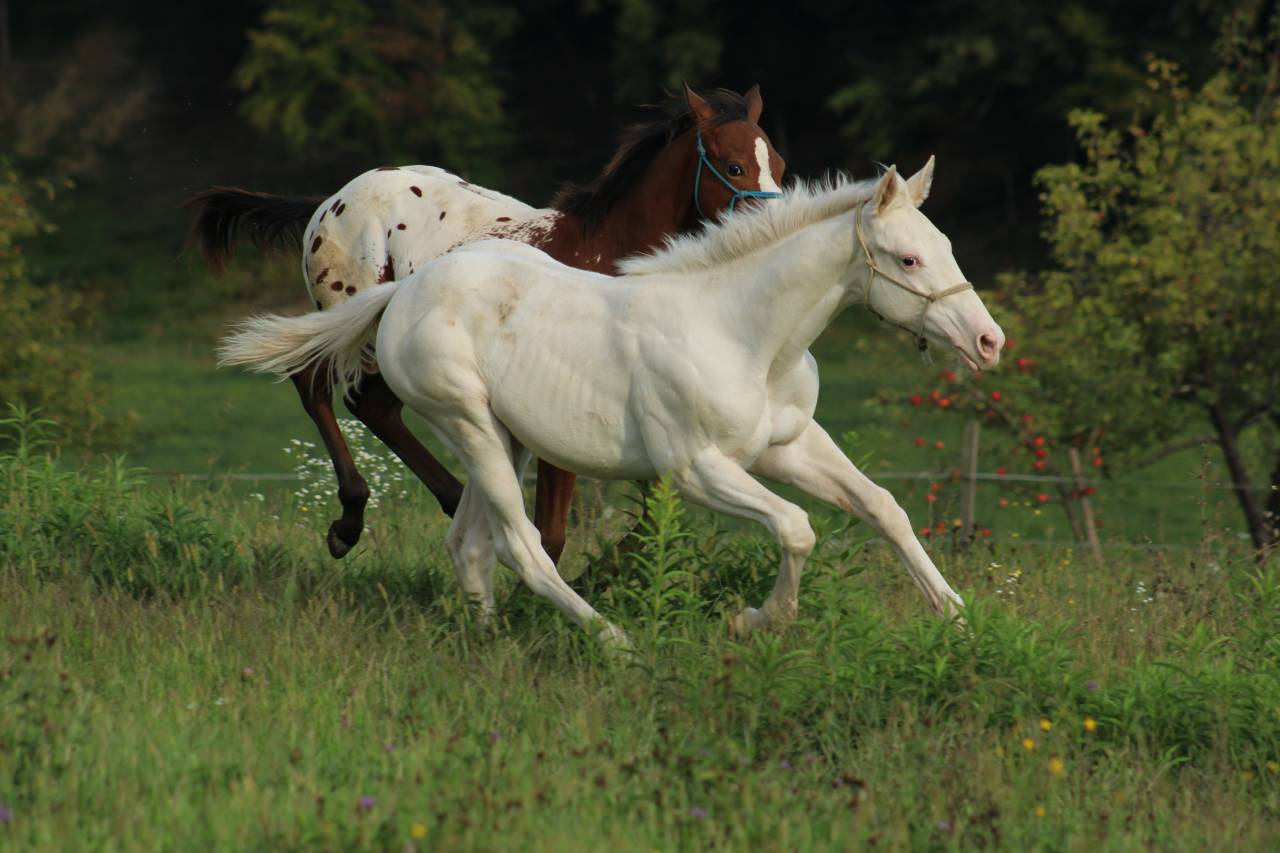 Few Spot Appaloosa Filly – Top Broodmare Potential 