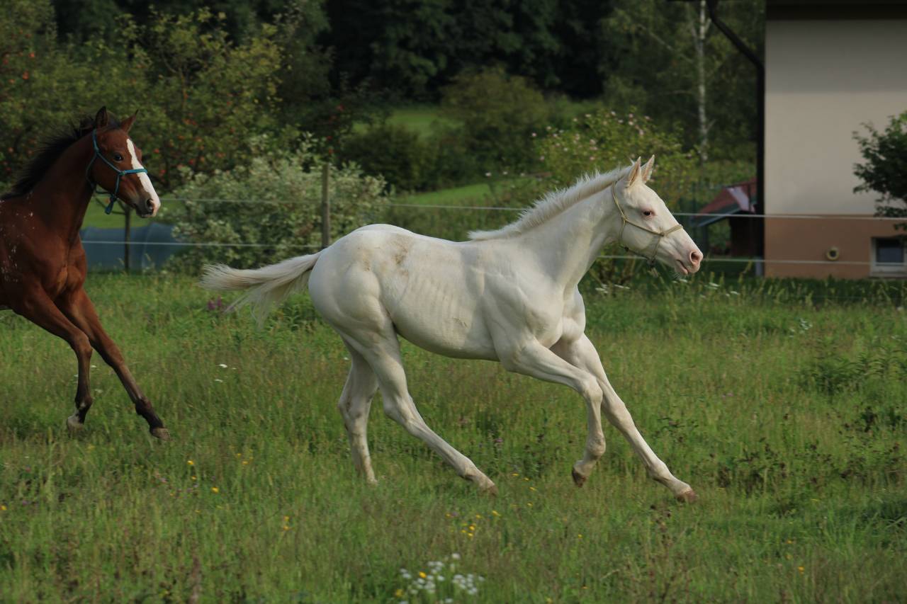 Few Spot Appaloosa Filly – Top Broodmare Potential 
