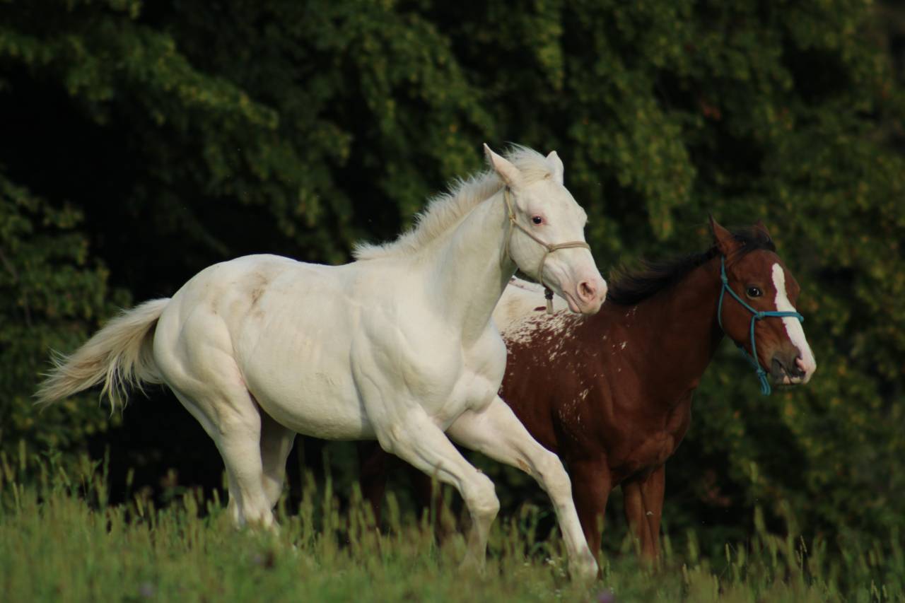 Few Spot Appaloosa Filly – Top Broodmare Potential 