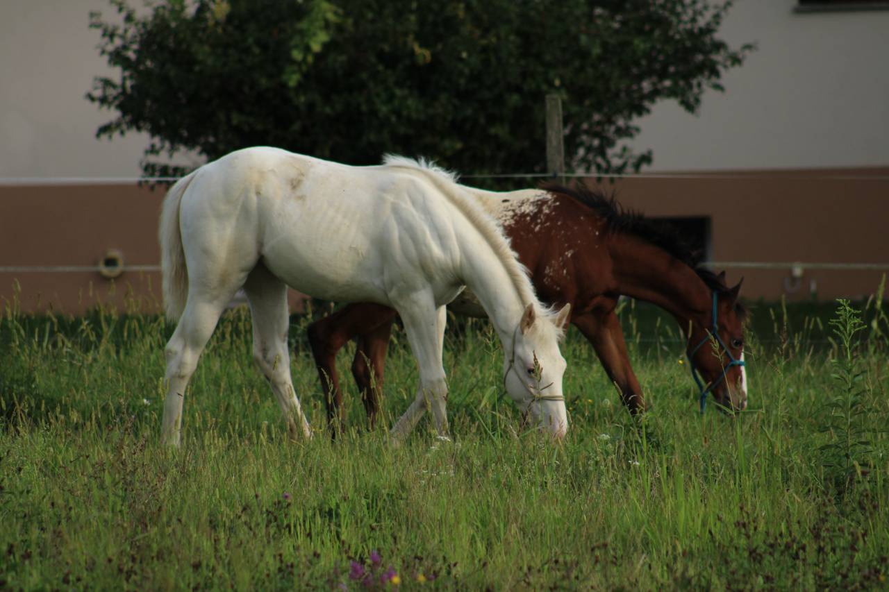 Few Spot Appaloosa Filly – Top Broodmare Potential 