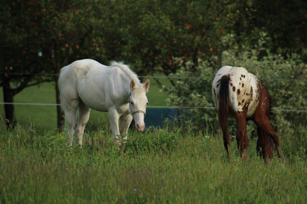 Few Spot Appaloosa Filly – Top Broodmare Potential 