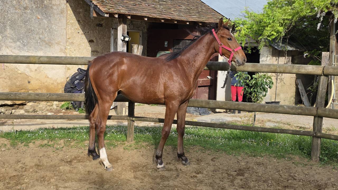 Yearling CSO/CCE