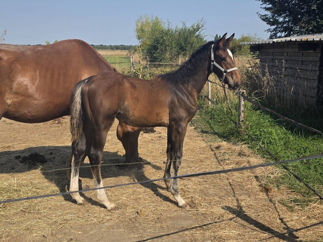 Foal d'avenir CSO