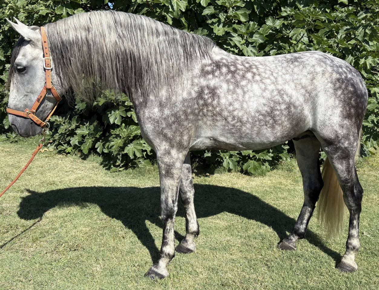 Pure race espagnol de 7 ans