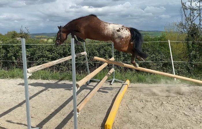 Poney ONC 