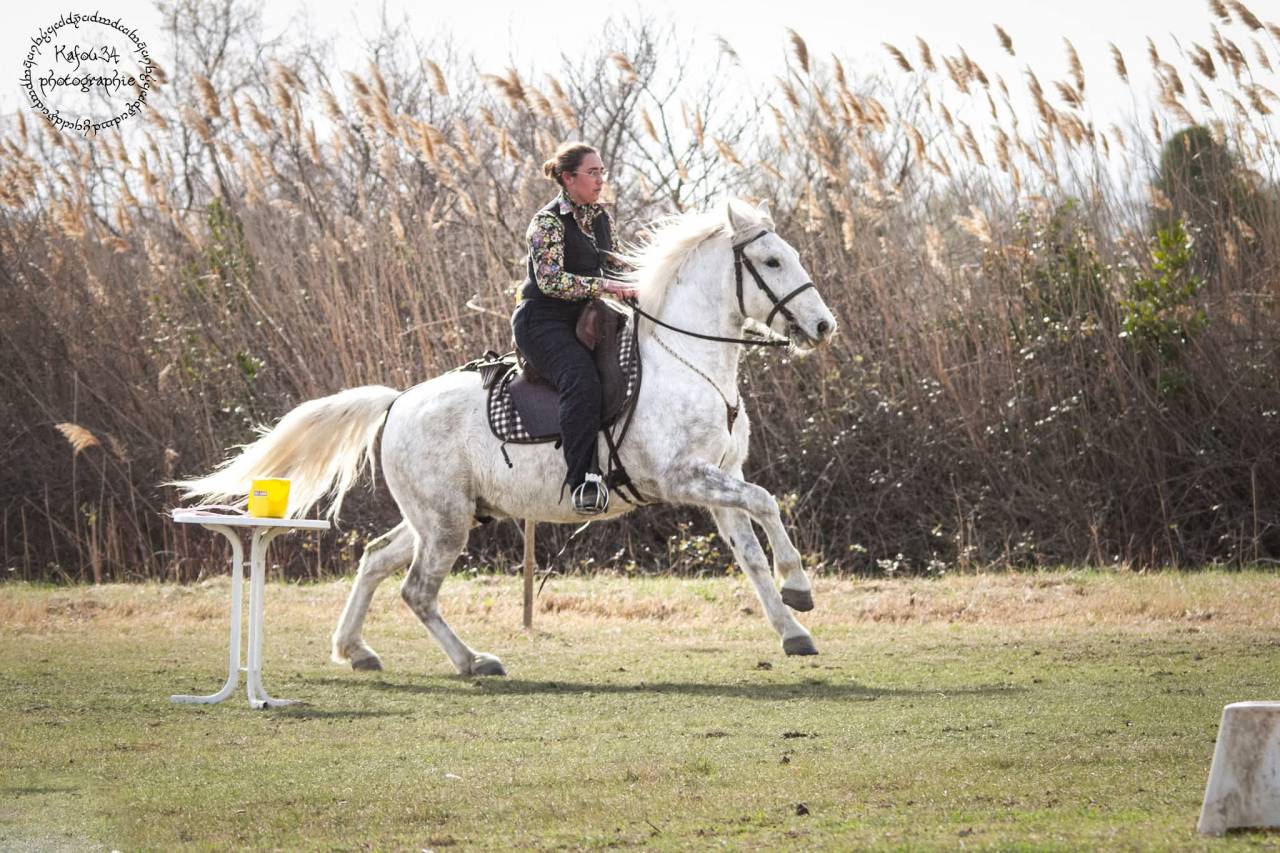 Cheval Camargue pp hongre 6 ans 