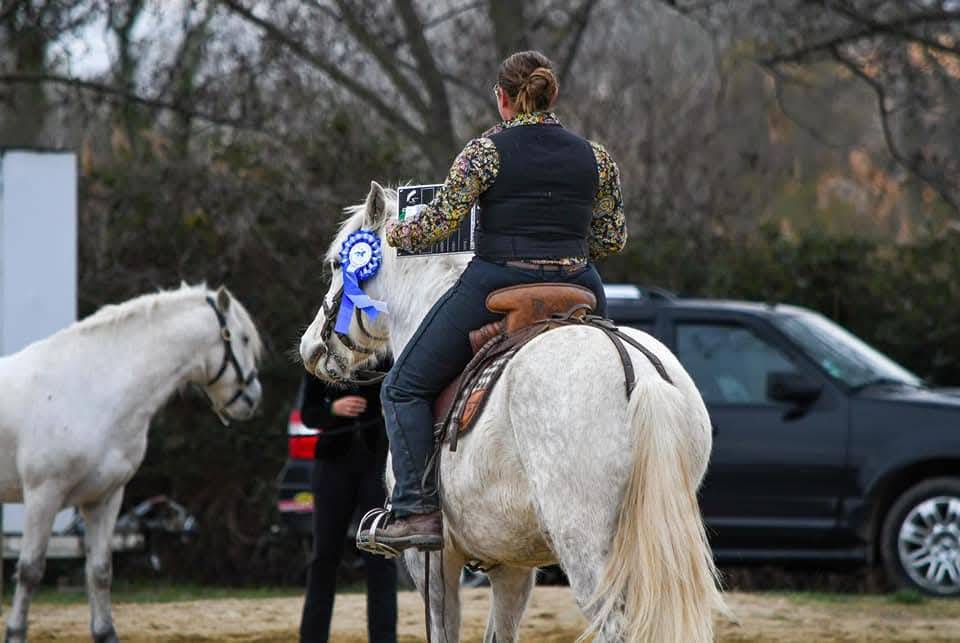 Cheval Camargue pp hongre 6 ans 