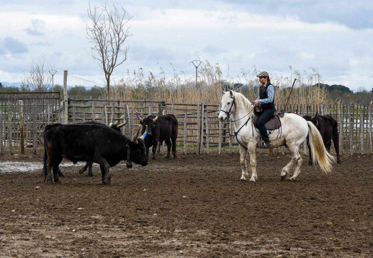 Cheval Camargue pp hongre 6 ans 