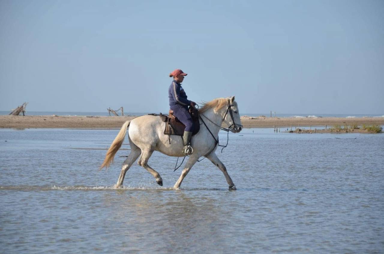 Cheval Camargue pp hongre 6 ans 