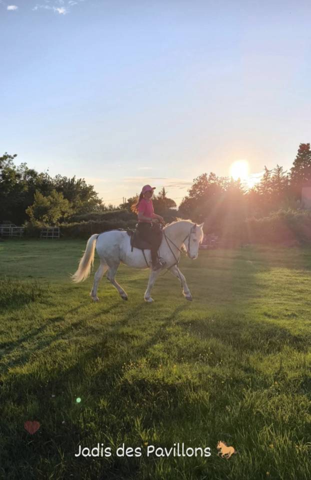 Cheval Camargue pp hongre 6 ans 