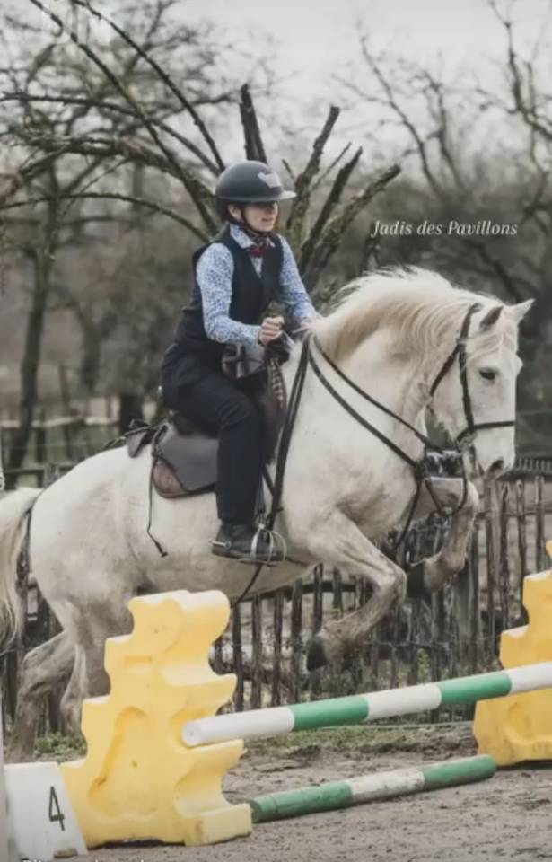 Cheval Camargue pp hongre 6 ans 