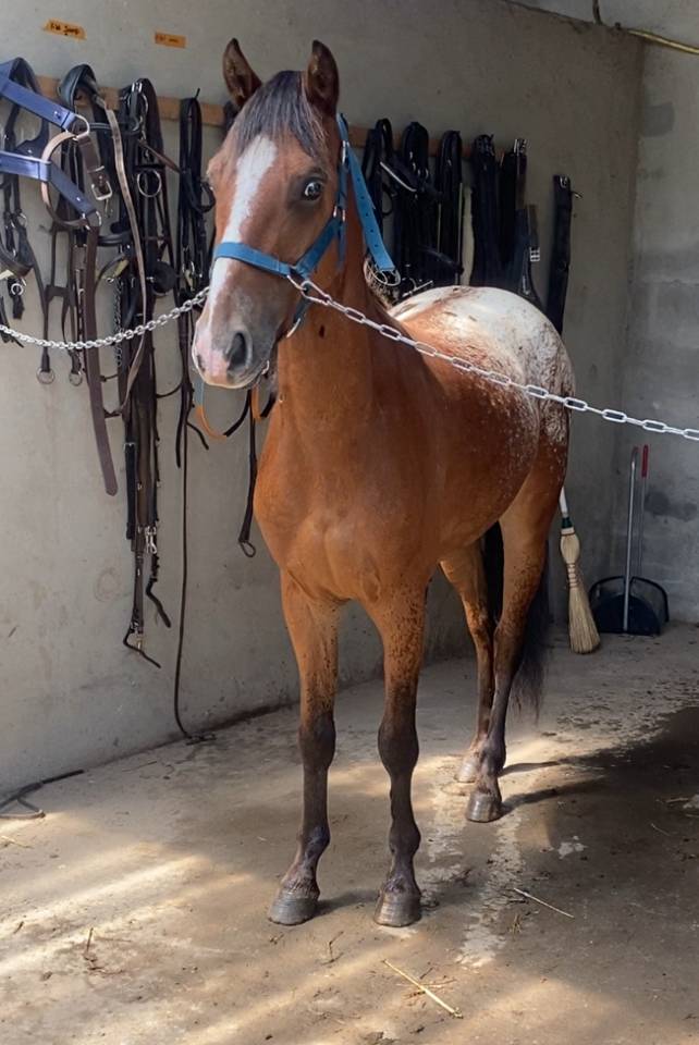 Joli poney ONC de robe appalosa