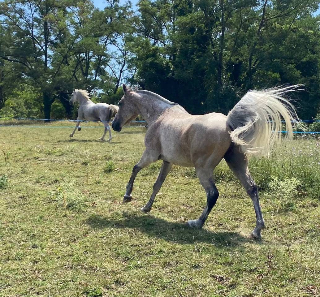 Hongre pur sang arabe