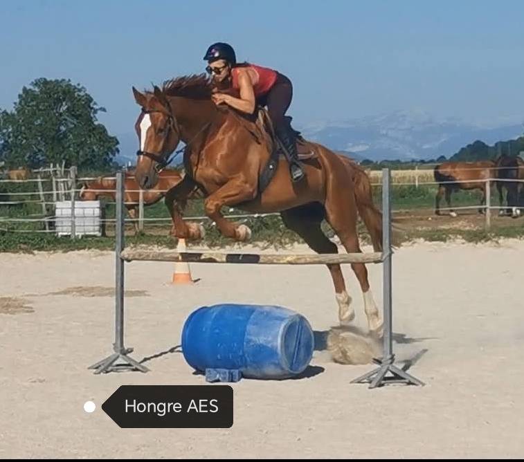 Hongre sport PP AES 
