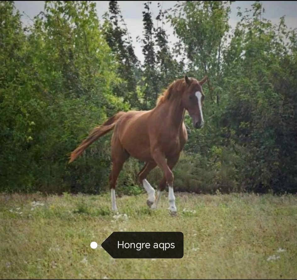 Hongre aqps 