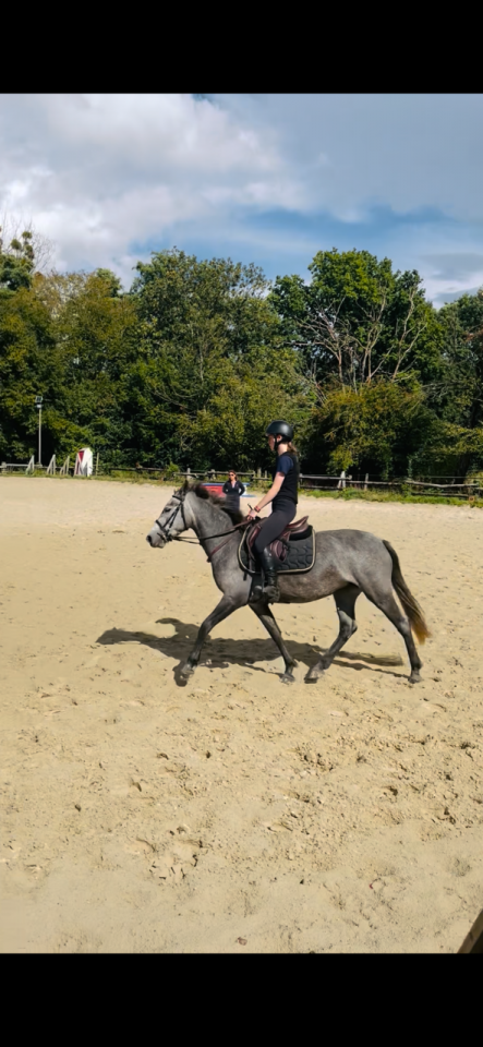 Poney Connemara PP 4 ans 