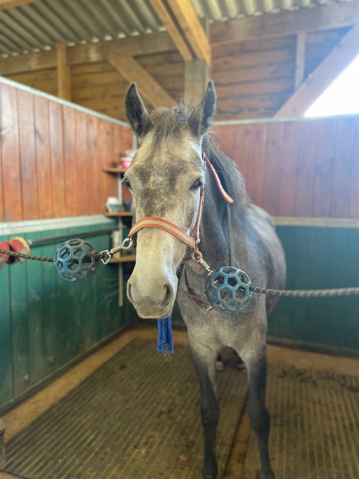 Poney Connemara PP 4 ans 