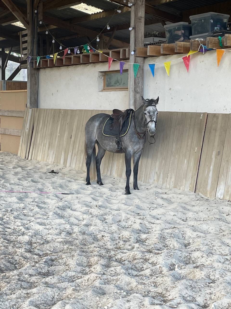 Poney Connemara PP 4 ans 