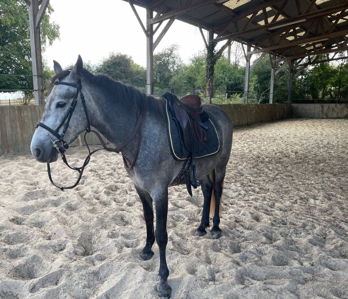 Poney Connemara PP 4 ans 