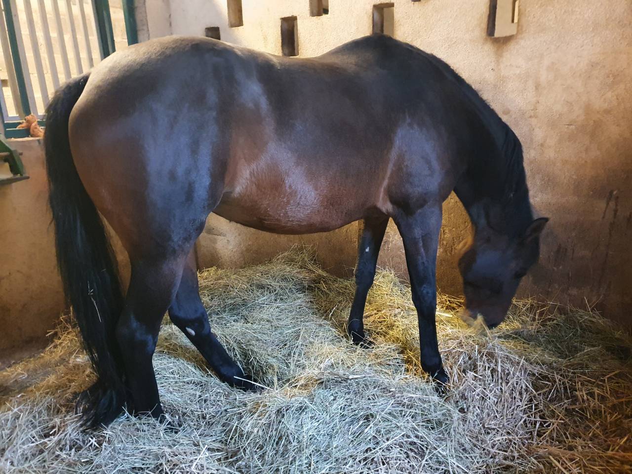 Poulinière SF Orlando/Efle de B'neville