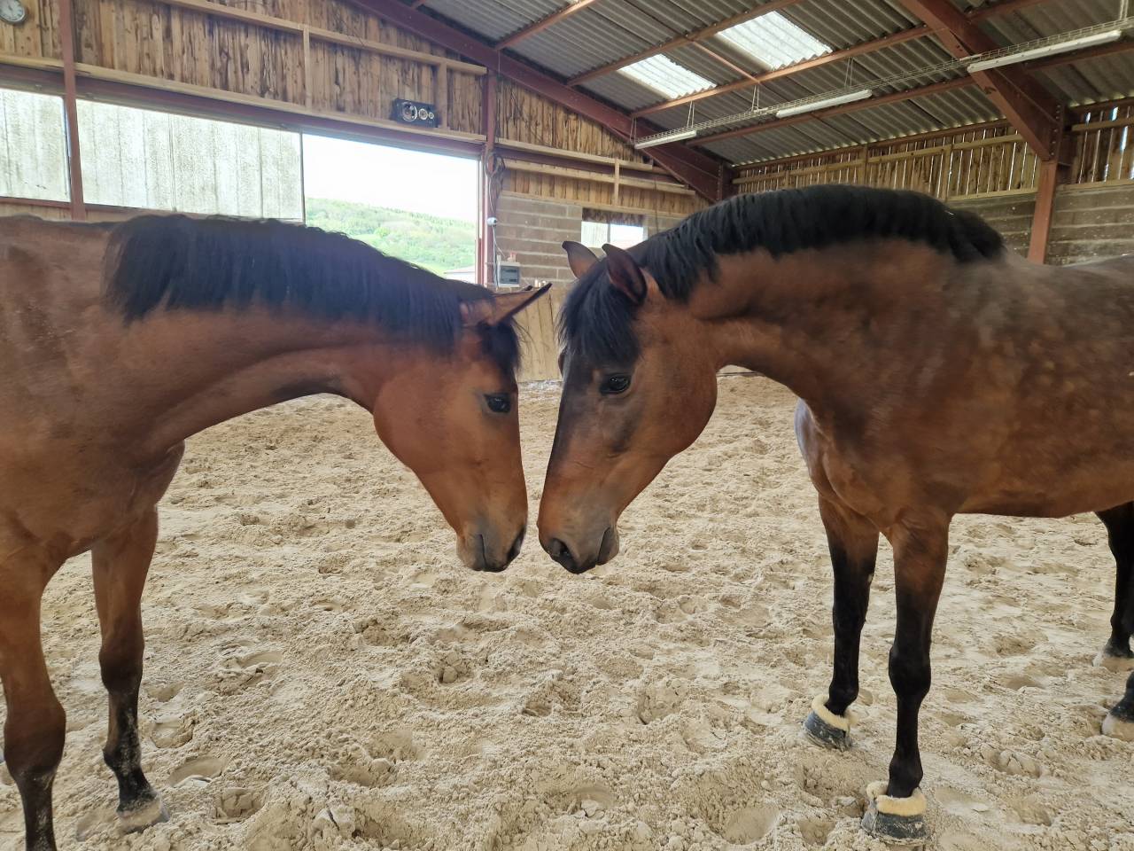 Poulinière SF Orlando/Efle de B'neville