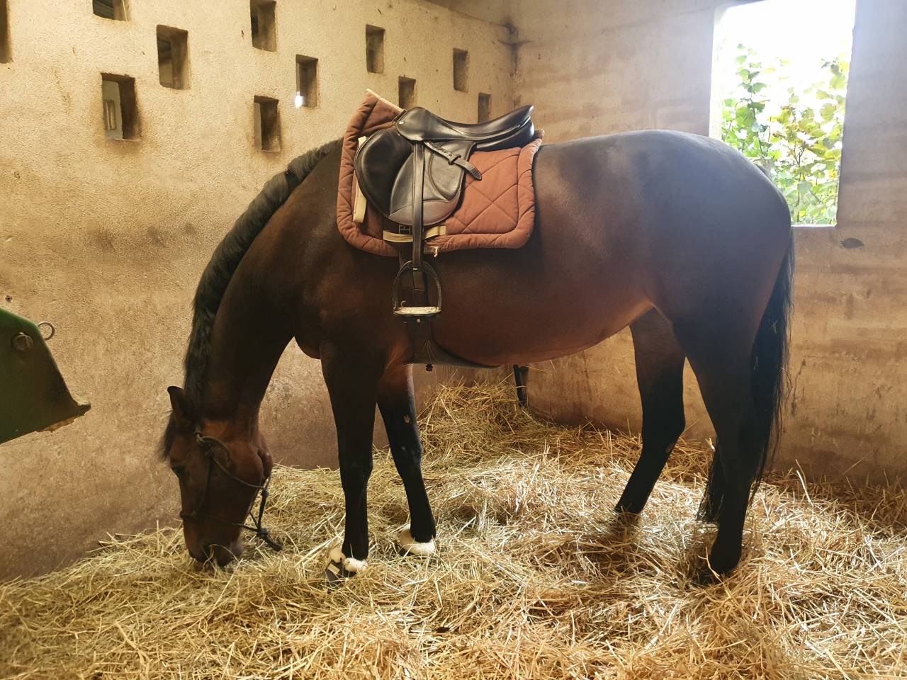 Poulinière SF Orlando/Efle de B'neville