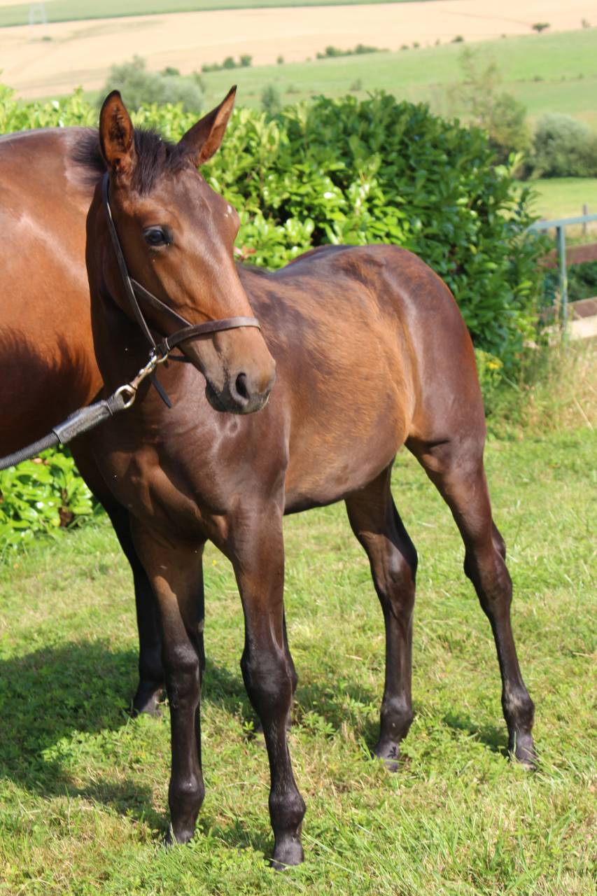 Poulinière SF Orlando/Efle de B'neville