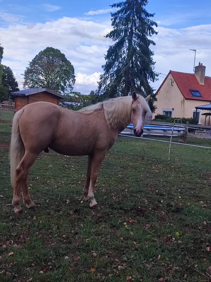 VENDS PONEY PFS PALOMINO DE 2024