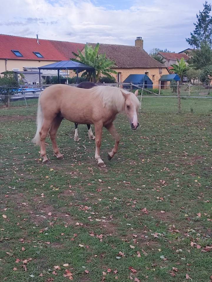 VENDS PONEY PFS PALOMINO DE 2024