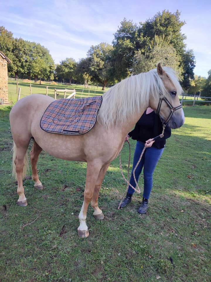 VENDS PONEY PFS PALOMINO DE 2024