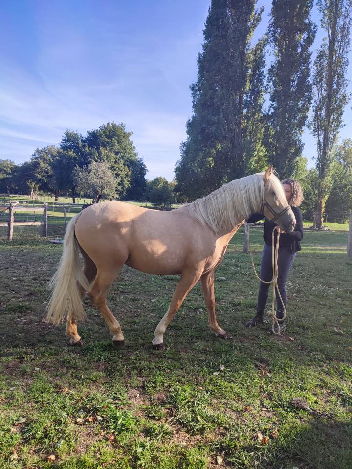 VENDS PONEY PFS PALOMINO DE 2024