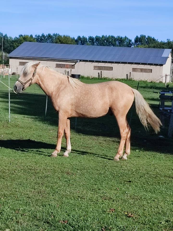 VENDS PONEY PFS PALOMINO DE 2024