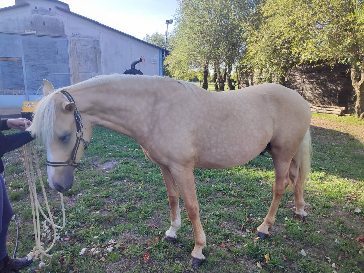 VENDS PONEY PFS PALOMINO DE 2024