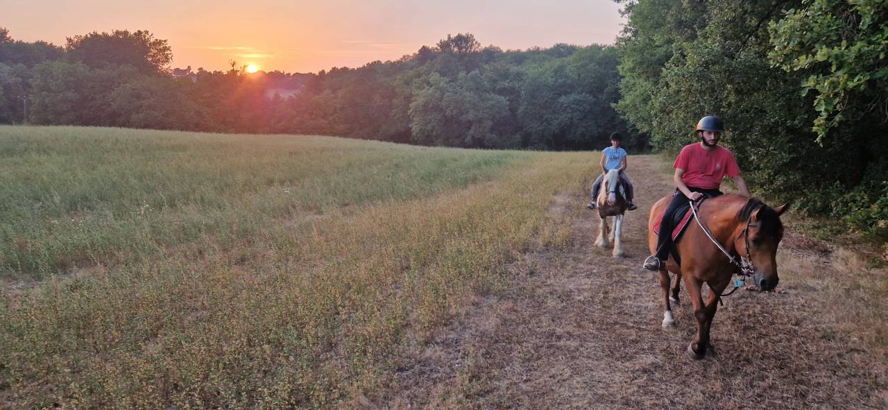 Pension chevaux et poneys
