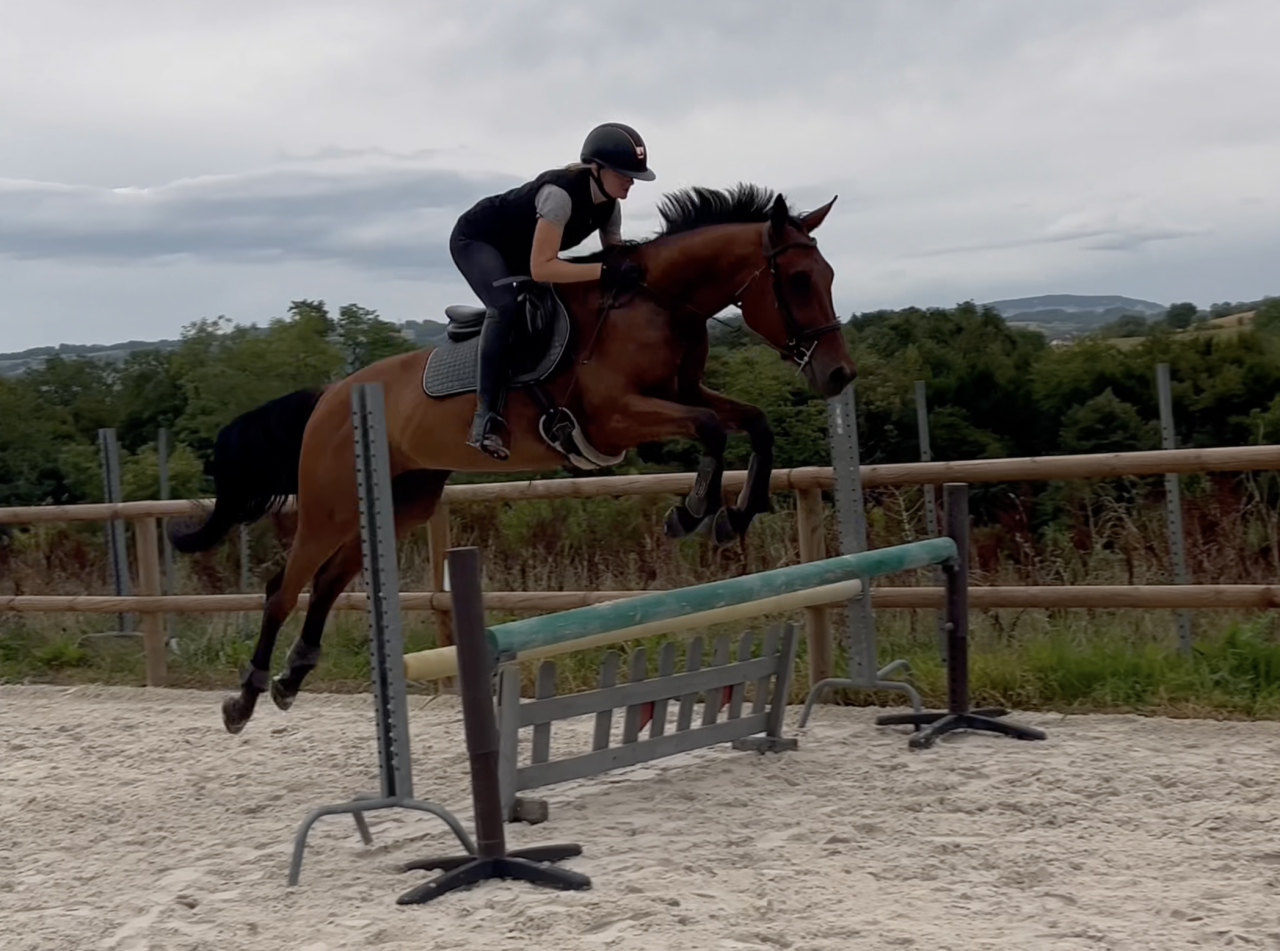 Cheval 4 ans cso par By Cera d'Ick