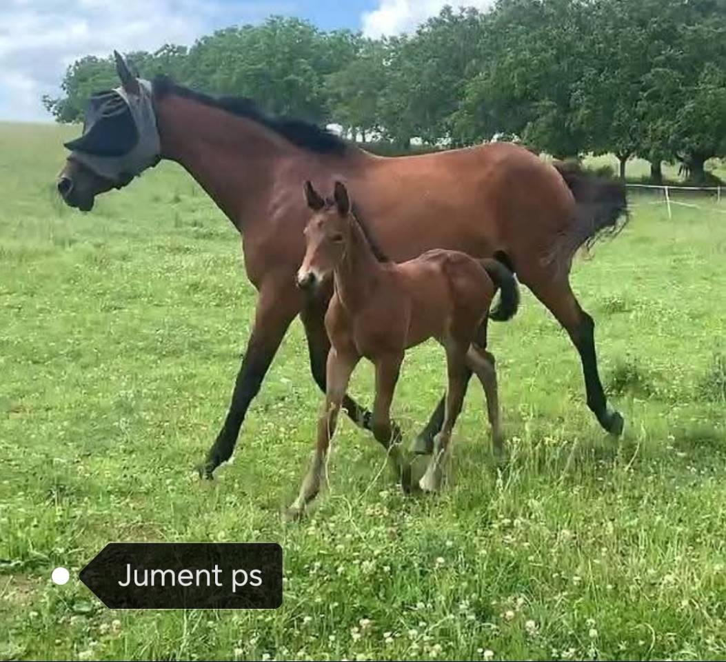 Jolie poulinière PS