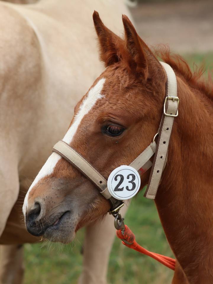 Pouliche Co alezane souche sport