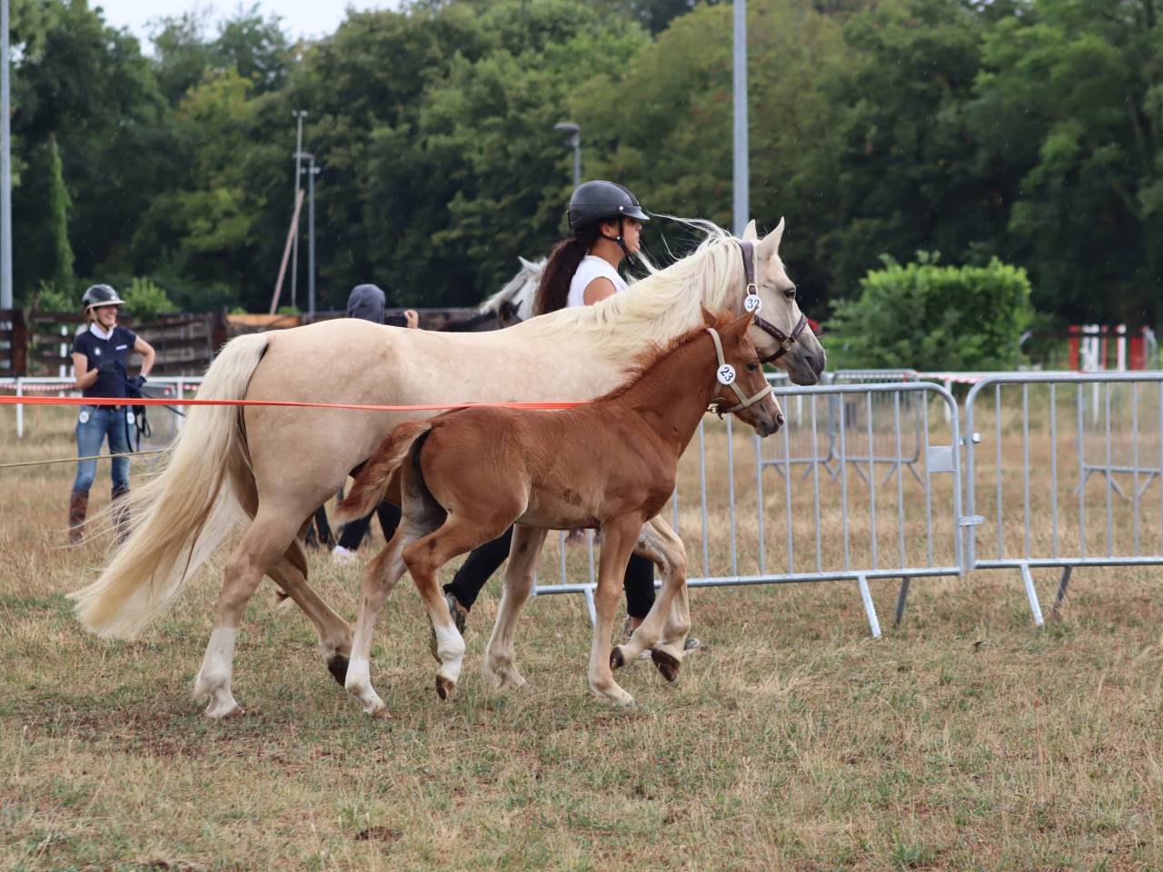 Pouliche Co alezane souche sport