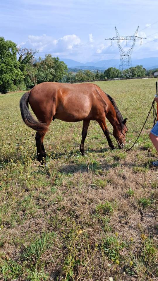Poulain PSL, hongre, 15 mois