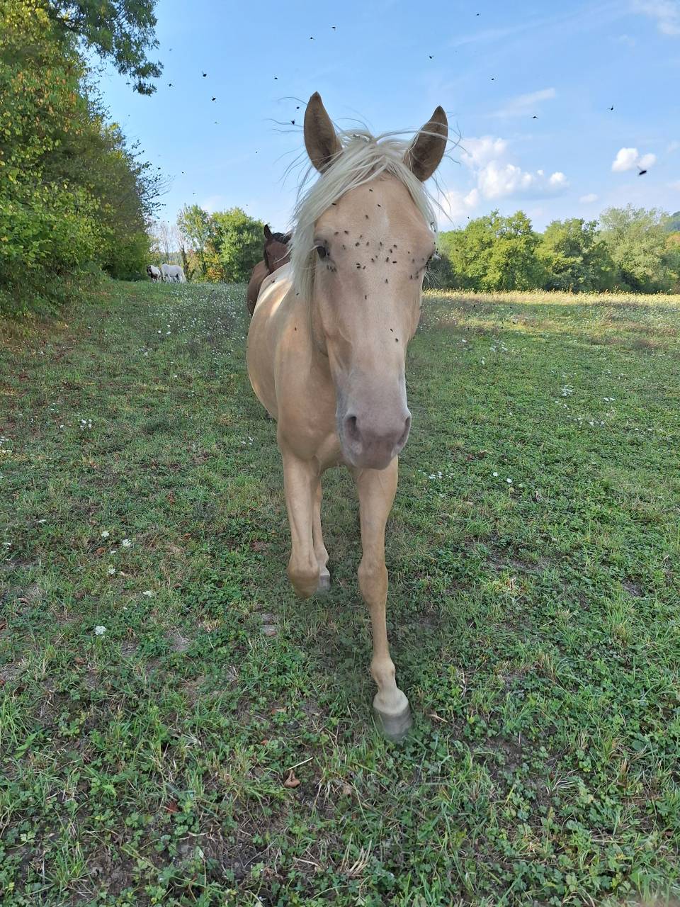 Hongre OC 3 ans, palomino