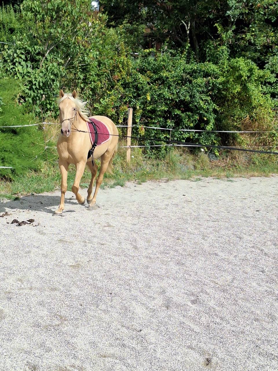 Hongre OC 3 ans, palomino